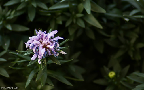 Blossom by Ronald J Agee, 300mm semi-macro on a D7100.plant flower macro green nature oregon landscape still nikon focus soft 