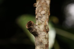 Polyrhachis, Shattuck_59373, Maliau Basin, Sabah