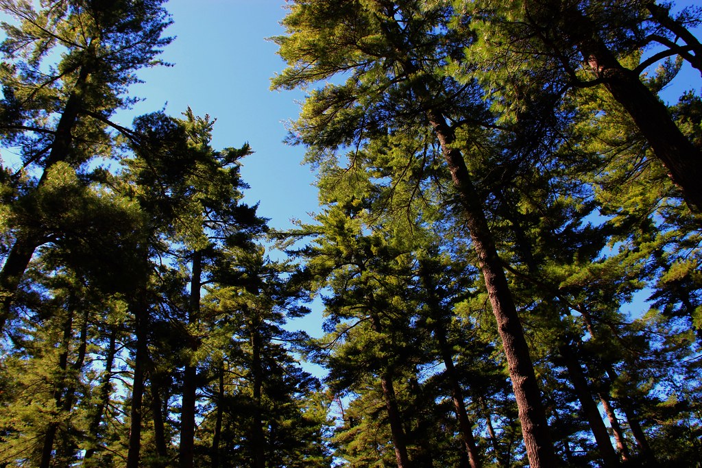 Maine Forest