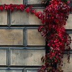 red, red leaves