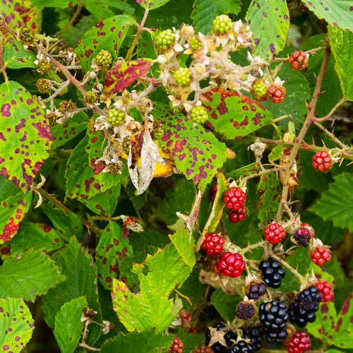 Red, green, black: blackberries ripening