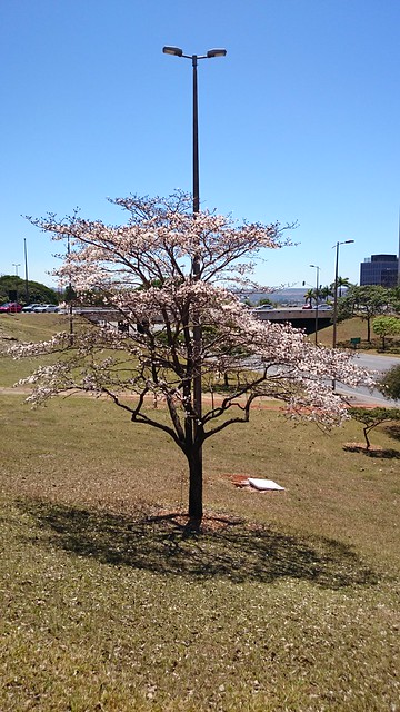 Ipê-branco, Brasília