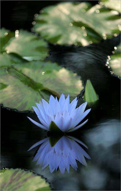 Blue Water Lily Reflections