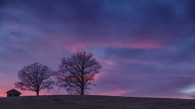 Two Trees at Sunset