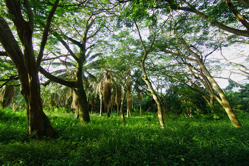 africa trees west green public leaves june gardens forest botanical path walk tokina ghana greater canopy 11mm legon accra 2014 paulinuk99999