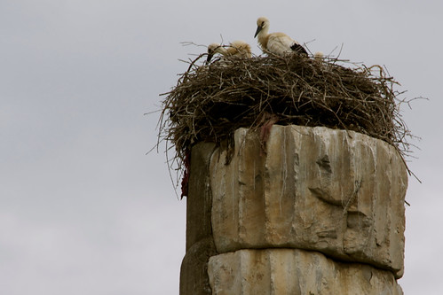birds column ruins stork templeofartemis templeofdiana public