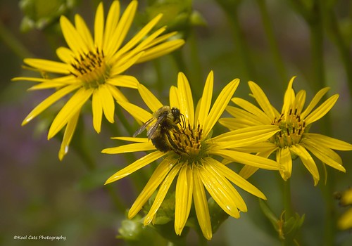 city flower oklahoma nature yellow insect zoo bee nectar honeybee zoos tamron16300mmf3563diiivcpzdb016