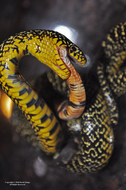 Speckled King Snake Eating A Broad band Water Snake