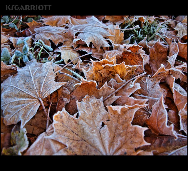 Autumns Carpet