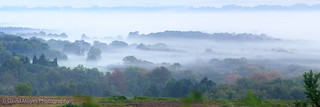 Ashdown Forest in the Mist