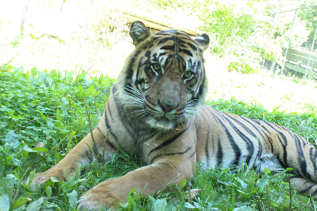 Toronto Zoo, Tiger.