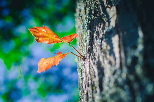messenger of fall: sun-kissed Leaves