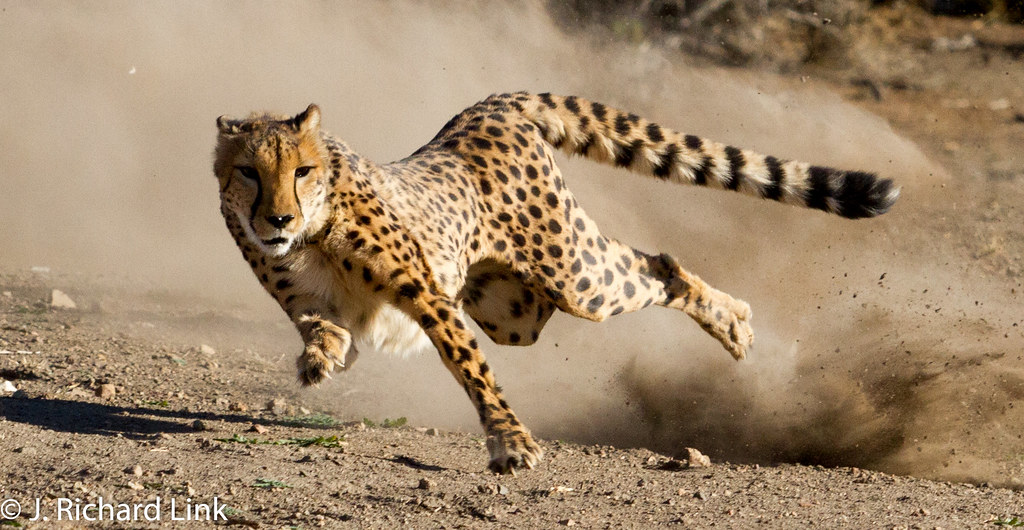 Cheeta Run_MGL0159 (4) | Animal Ark Wildlife Sanctuary Cheet… | Flickr