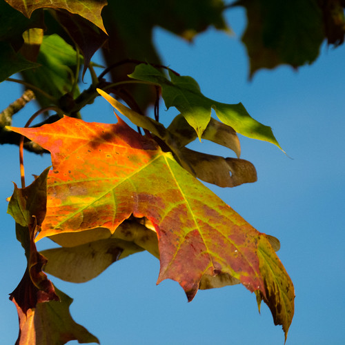 Autumn colours: maple leaf on the tree