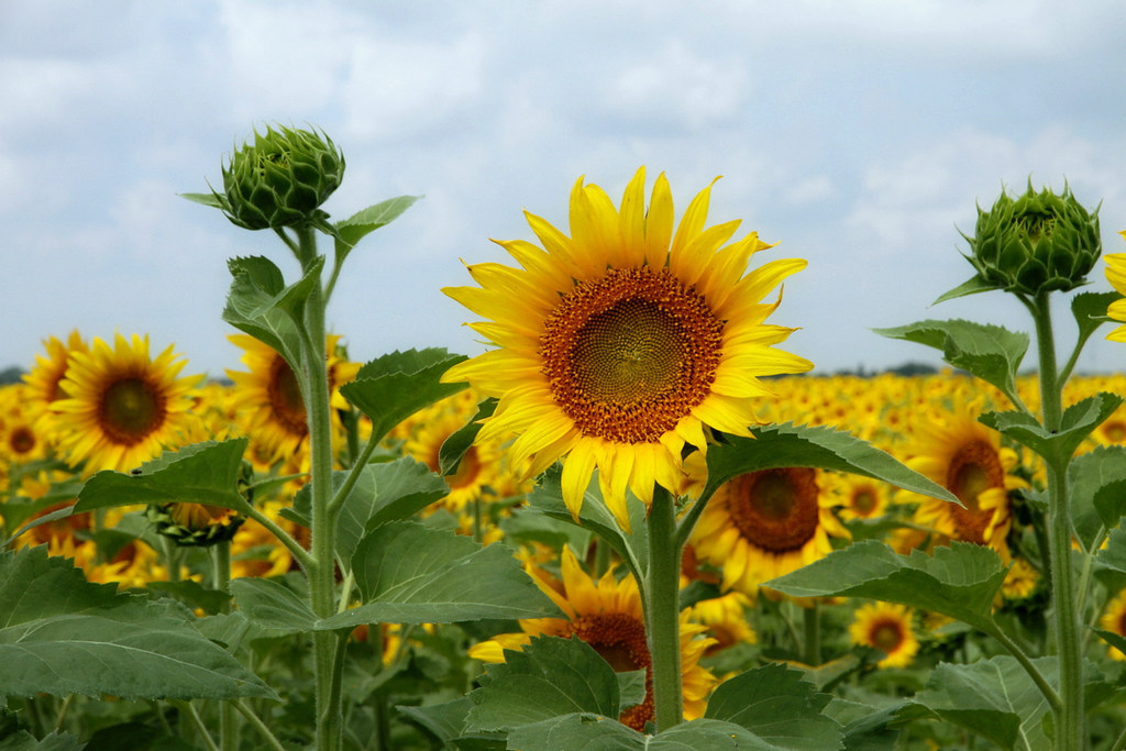 Sunflower Field 04 Sunflower Field In Ellis Co Texas On J Flickr