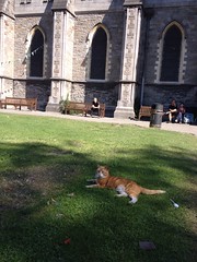 Christ Church Cathedral Cat