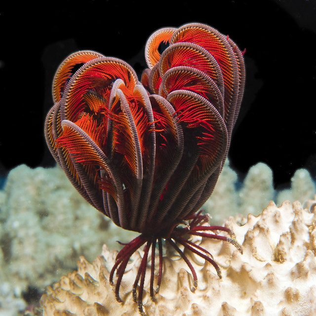 Milln reef feather star