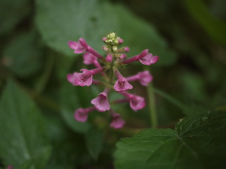 Stachys sp. flower | by Bushman.K