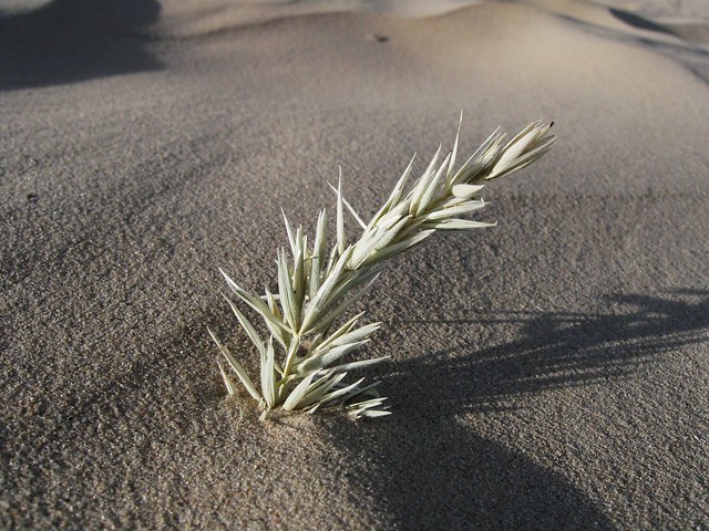 A lonely sea grass