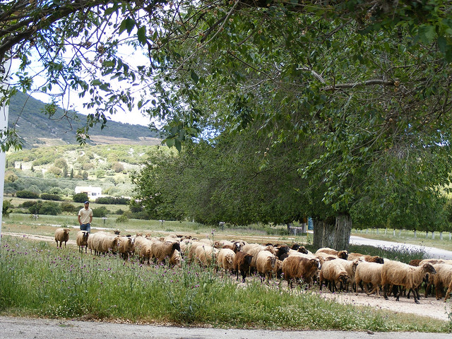 DSCF8272 schapen met herder