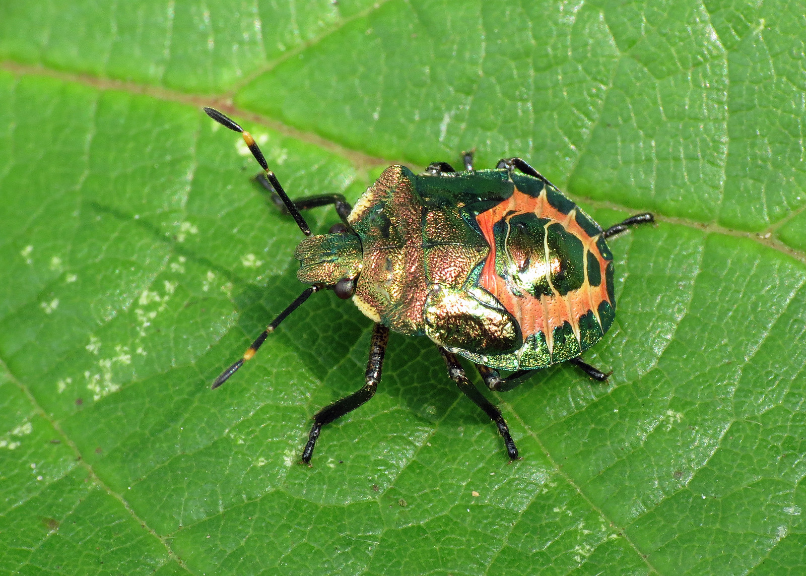 Bronze Shieldbug - Troilus luridus (final instar nymph)