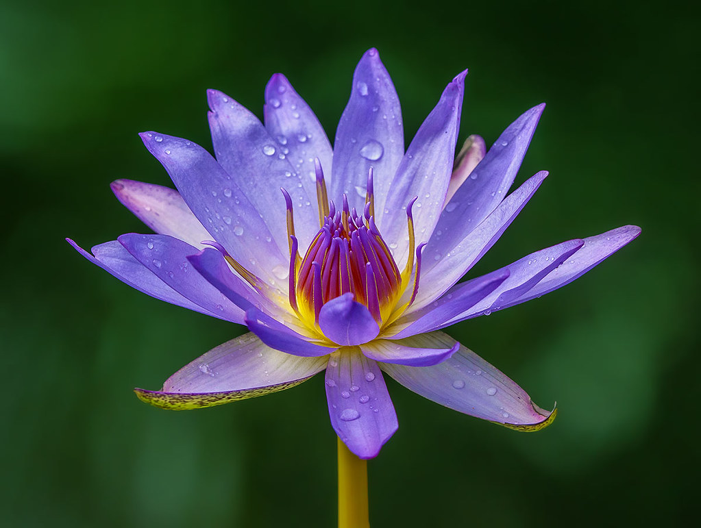 Beauty in the Garden. Water Lily. Fairchild Tropical Botanic Garden.
