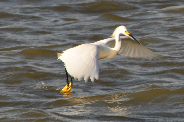 Snowy Egret, fishing