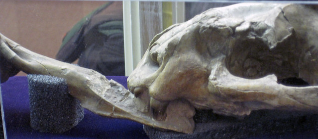 Nimravus major (fossil false sabertooth mammal with canine tooth piercing another bone) (Oligocene; Black Hank Canyon, Wildcat Hills, Nebraska, USA) 2