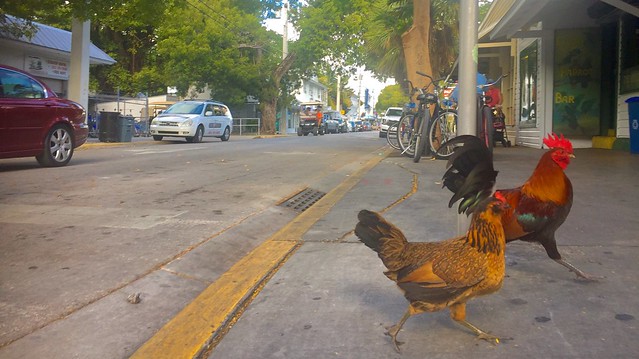 Chickens Cross the Road