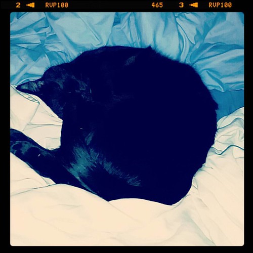 Oberon is starting Caturday off right. #tinypanther #kingothecats #catsofinstagram #Caturday | by joshua m. neff