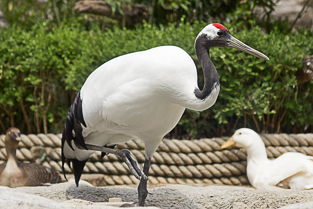 Red Crowned Crane(두루미)