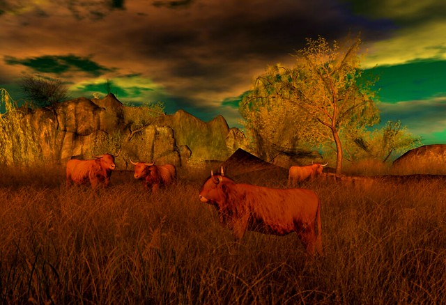 Highland Cattle2