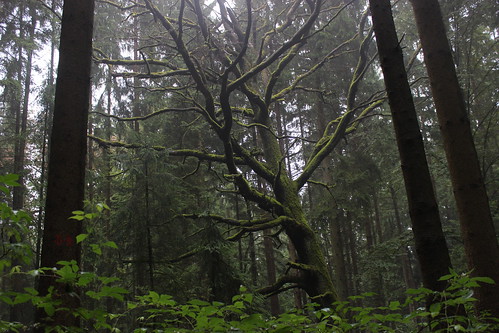 tree forest germany mystic ostalb