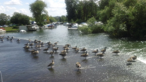 Canada geese ... ... on Hambleden Weir