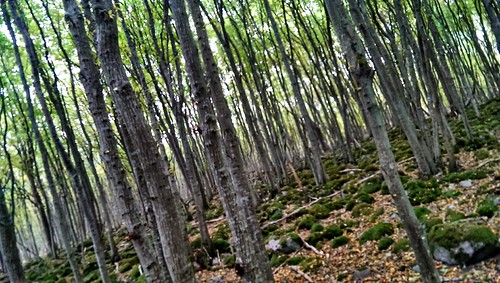 Forrest by Jonas B, 