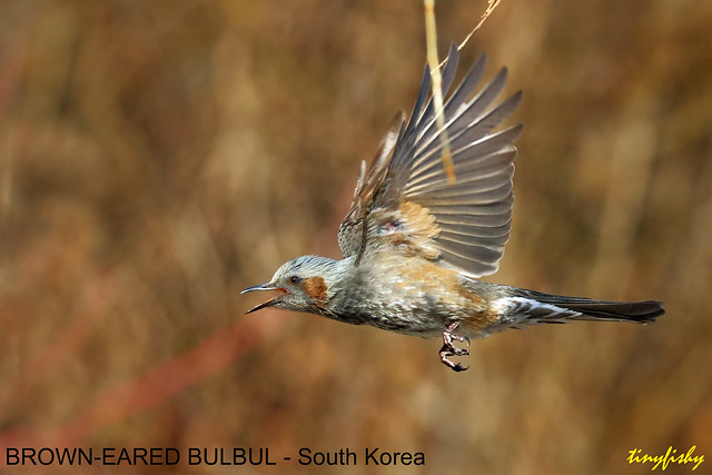 (Species# 1046a) Brown-eared Bulbul - [ Seoul, South Korea ]