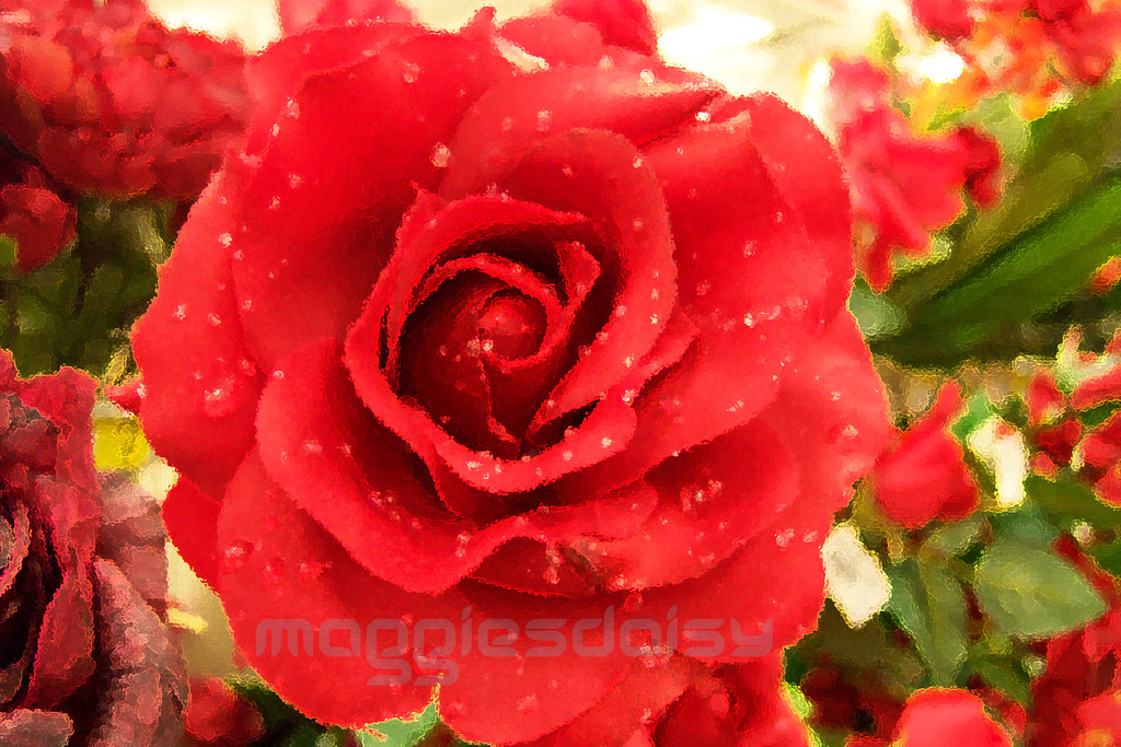 Washed Red Roses Wet Red Rose | picture taken at Michaels craft store when I … | Flickr
