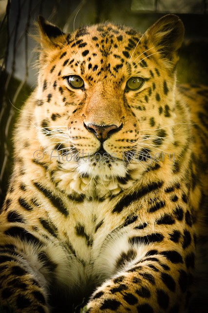 Marwell's gorgeous Leopard.