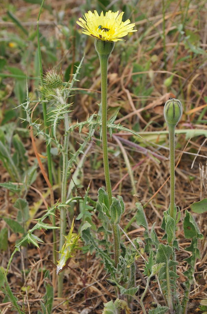 Urospermum dalechampii (L.) Scop. ex F.W. Schmidt