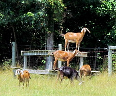 52 Goats Pittsboro NC 1304