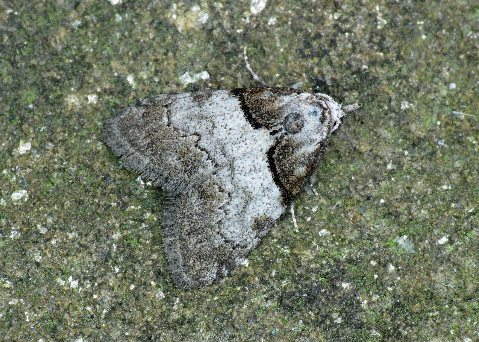 74.003 Short-cloaked Moth - Nola cucullatella