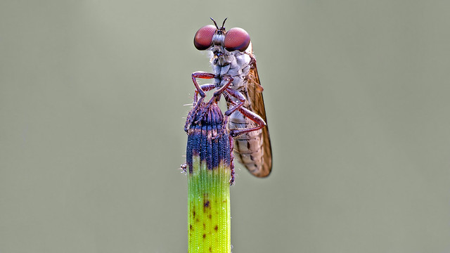 Holcocephala robber fly (ID 6)
