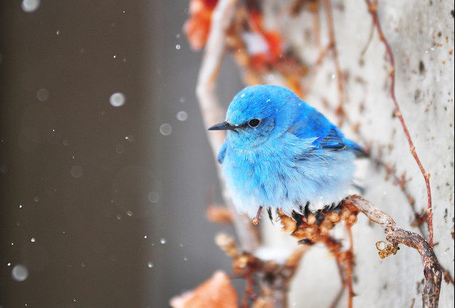 Fluffy Bluebird