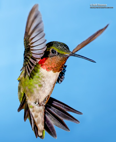 macro hummingbird rubythroatedhummingbird hummers