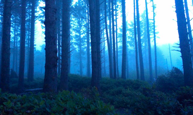 Enchanted forest. Trees and fog at Cape Lookout.