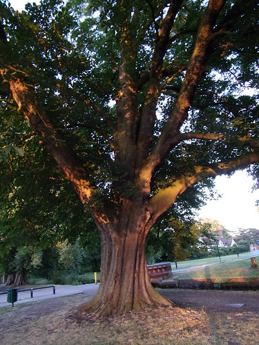 Spreading chestnut tree | by jac.pearce1