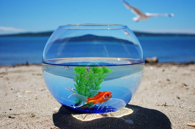 Goldfish at beach