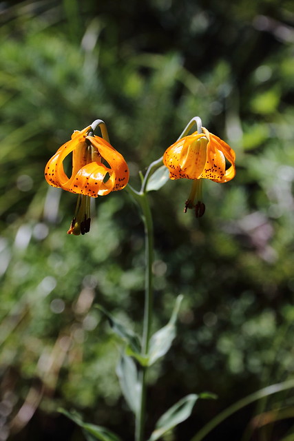 Columbia tiger lily, Lilium columbianum, Northern Loop Trail, Mt Rainier National Park