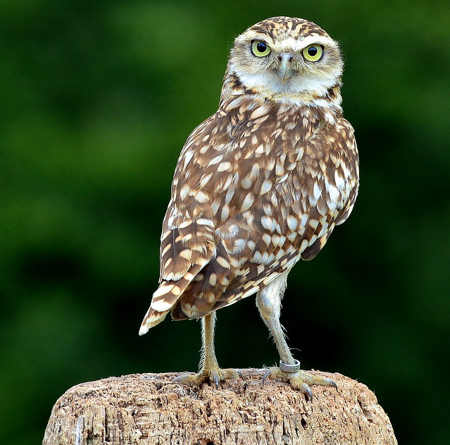 DSC_6535 Burrowing Owl.