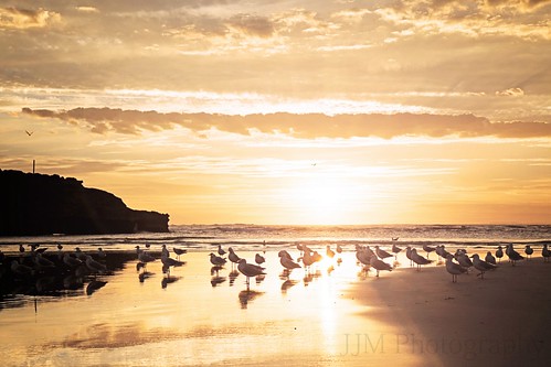 ocean sunset sun bird beach sand seagull australia victoria warrnambool